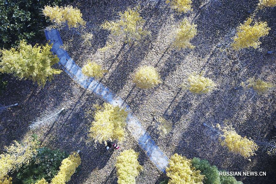 Пейзажи с золотистыми деревьями гинкго в различных районах Китая