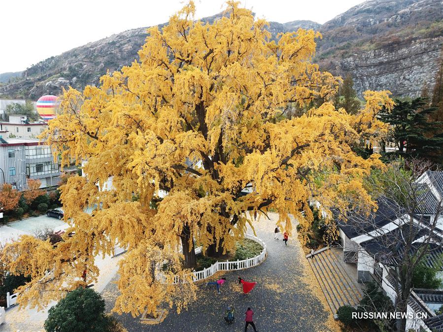Пейзажи с золотистыми деревьями гинкго в различных районах Китая