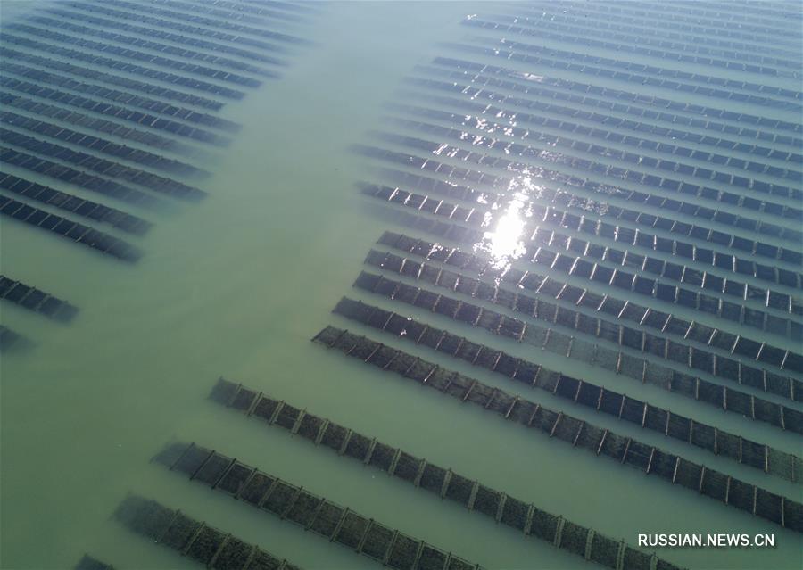 В провинции Фуцзянь начинается сезон сбора морских красных водорослей