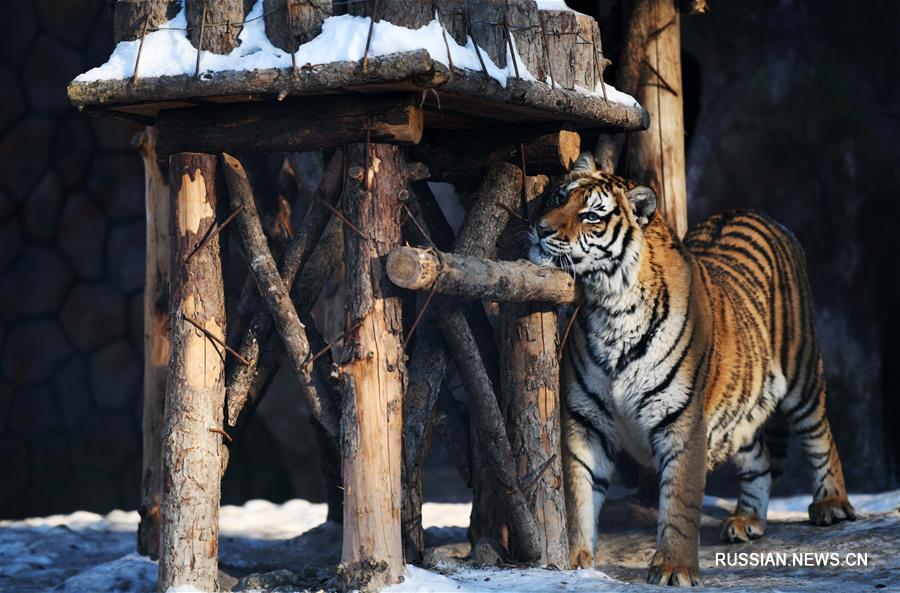 Уссурийские тигры готовятся к зиме