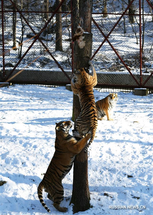 Уссурийские тигры из питомника "Хэндаохэцзы" демонстрируют мастерство лазания по деревьям