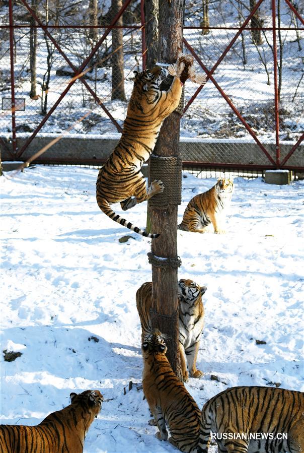 Уссурийские тигры из питомника "Хэндаохэцзы" демонстрируют мастерство лазания по деревьям