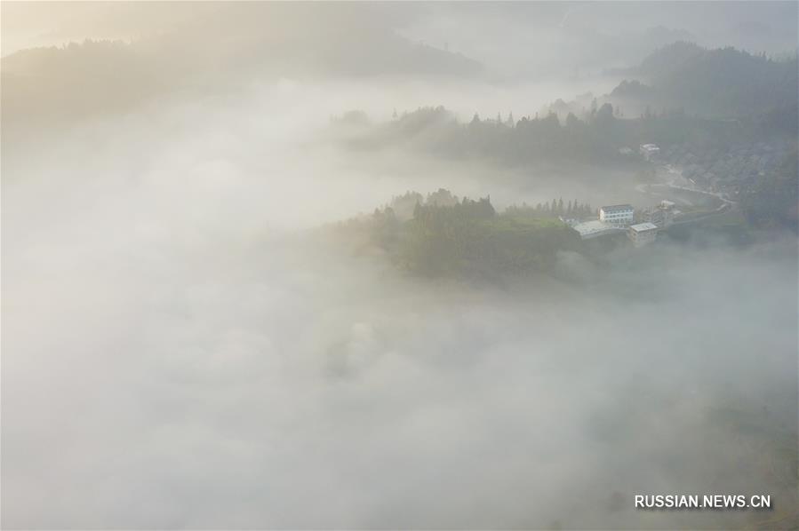 Утро на чайных плантациях уезда Саньцзян