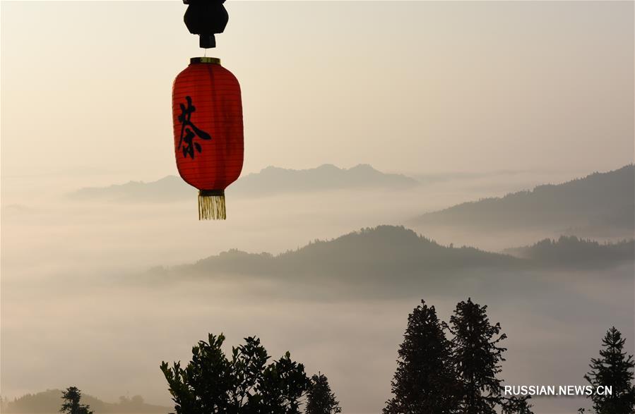 Утро на чайных плантациях уезда Саньцзян