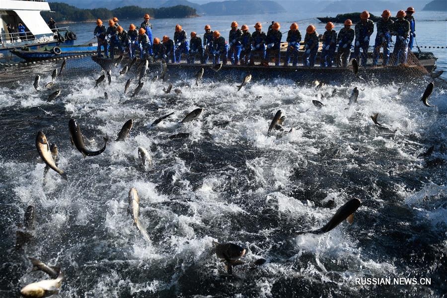 Лов рыбы большой сетью на озере Цяньдаоху