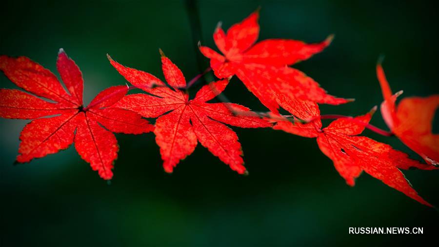 Последние краски осени -- Красные клены в Нанкине