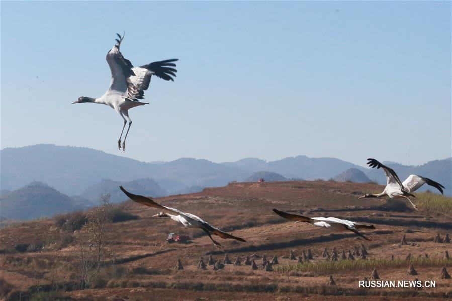 Полет журавлей над озером Цаохай