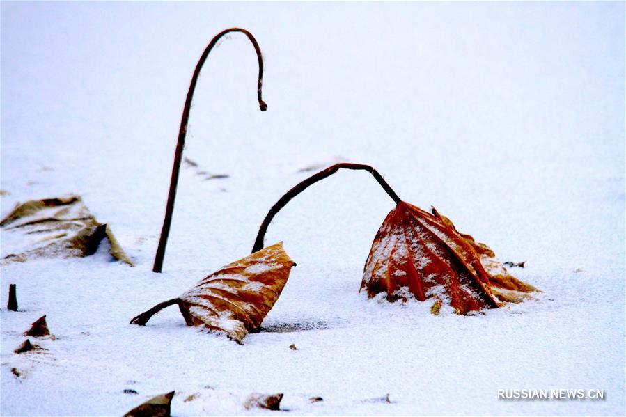 Стебли лотоса под снегом 