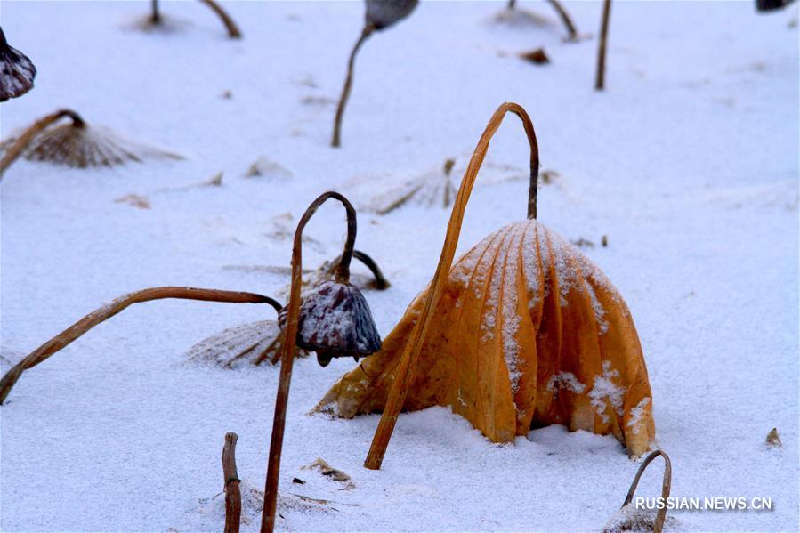 Стебли лотоса под снегом 