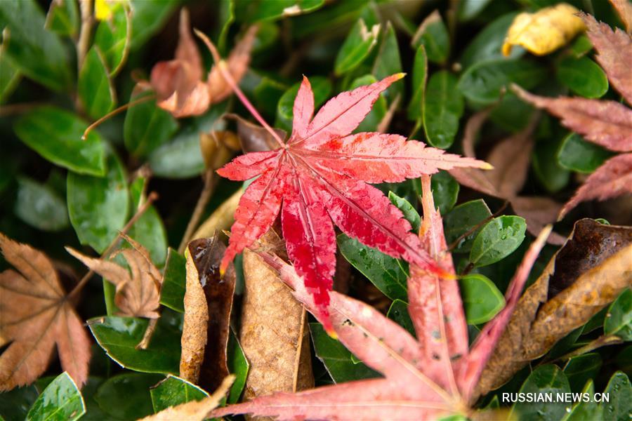 Пестрые кленовые листья под зимним дождем 