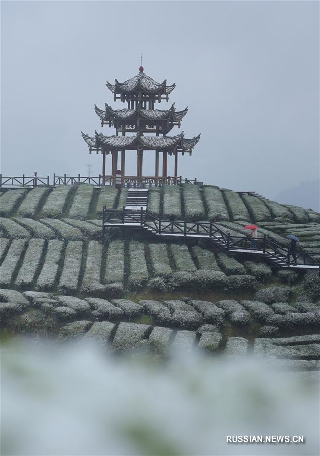 Заснеженные чайные плантации в провинции Хубэй