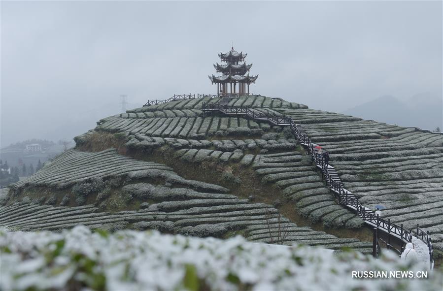 Заснеженные чайные плантации в провинции Хубэй