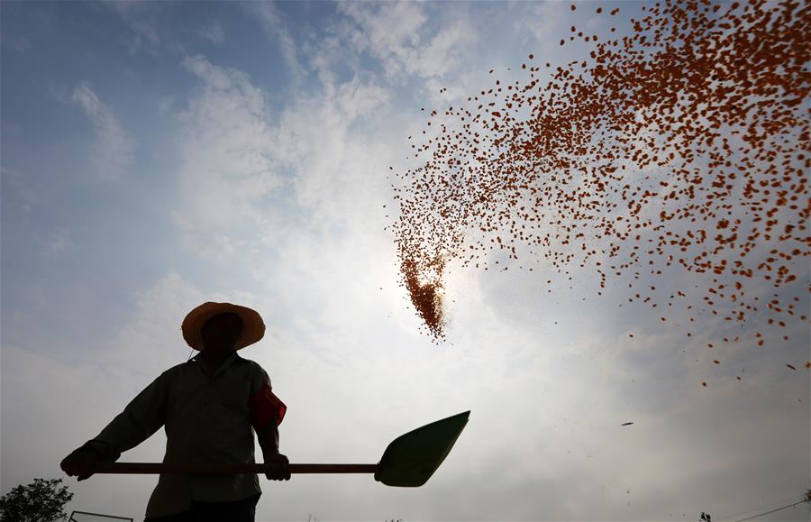 В 2018 году в Китае собрано 657,9 млн тонн зерна