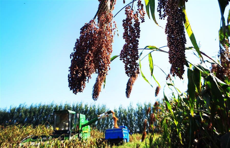 В 2018 году в Китае собрано 657,9 млн тонн зерна