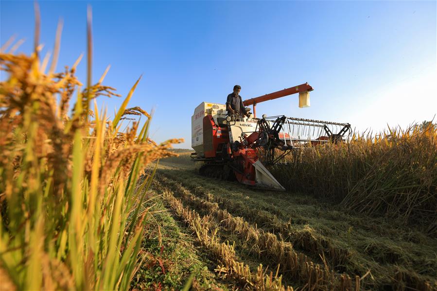 В 2018 году в Китае собрано 657,9 млн тонн зерна