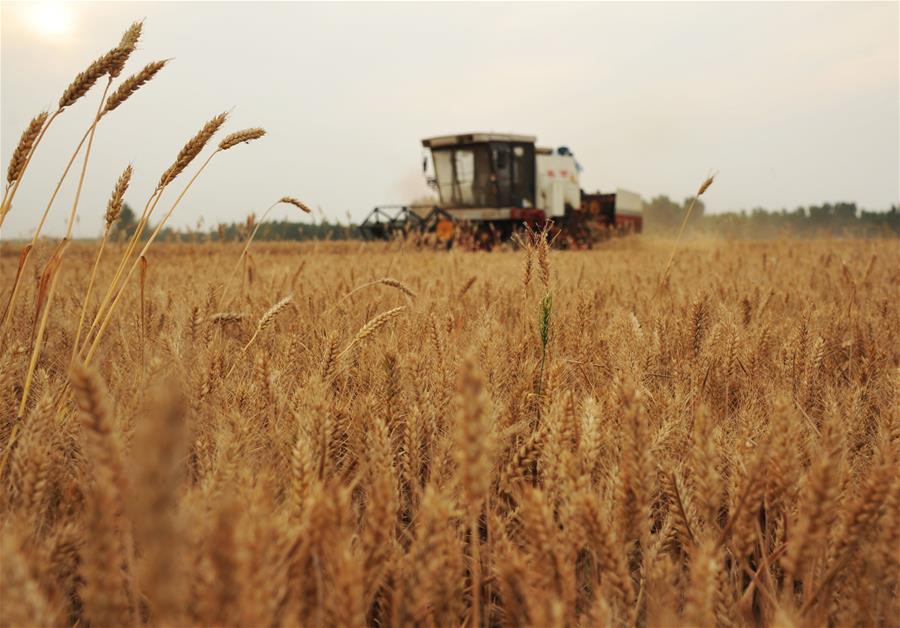 В 2018 году в Китае собрано 657,9 млн тонн зерна