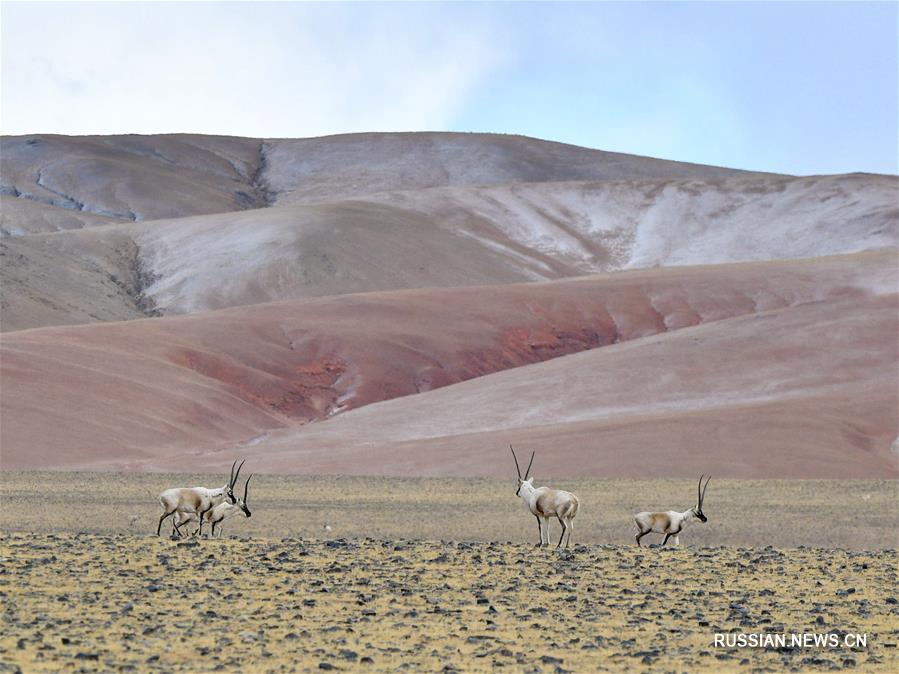 Тибетские антилопы оронго в природном заповеднике Цянтан