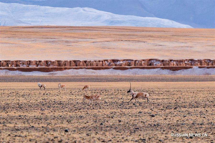 Тибетские антилопы оронго в природном заповеднике Цянтан