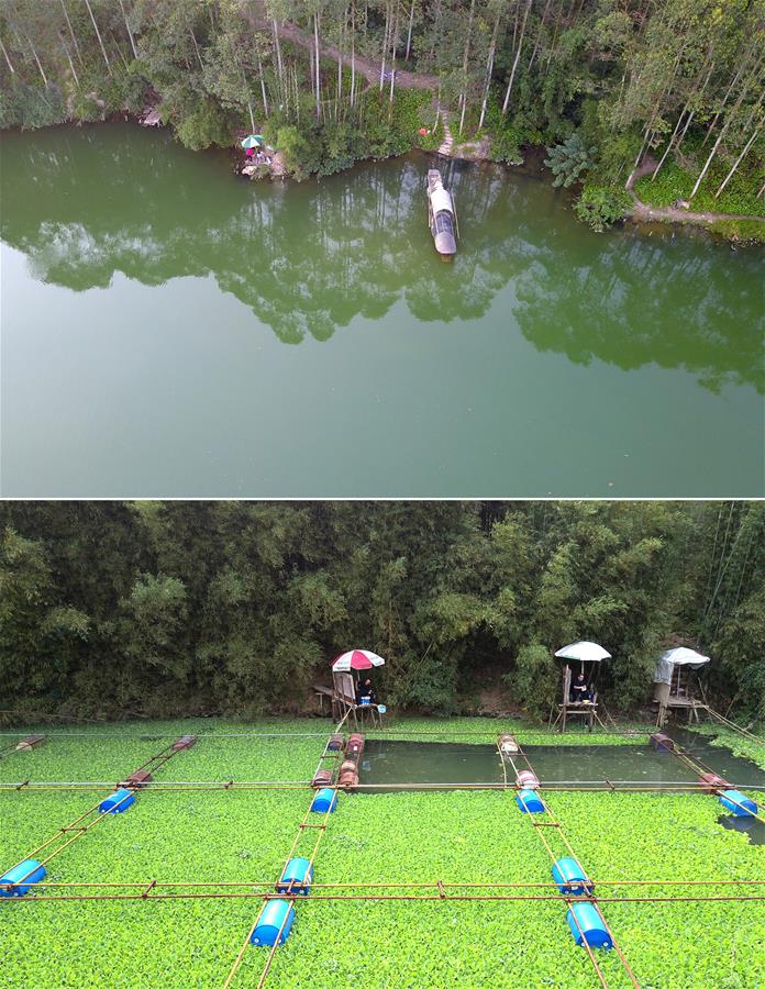 Власти Лючжоу победили водяной сорняк, захвативший реку Ланцзян