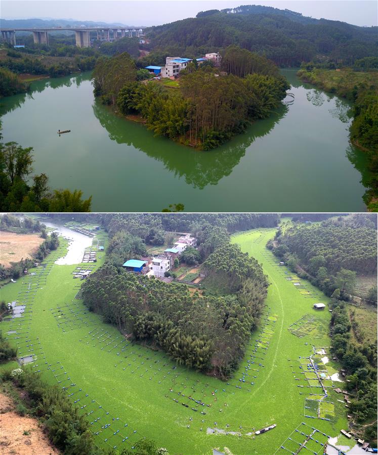 Власти Лючжоу победили водяной сорняк, захвативший реку Ланцзян