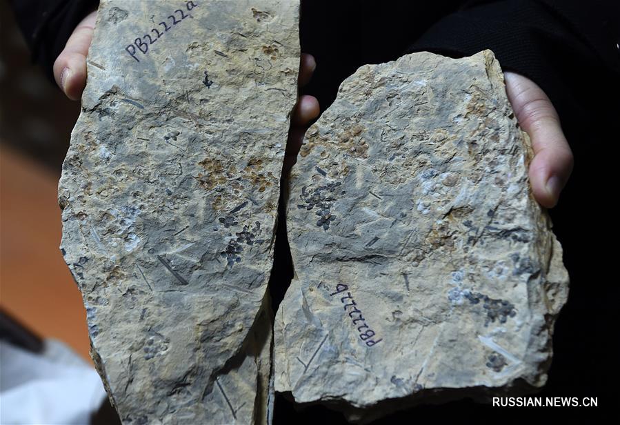 Китайские исследователи представили результаты исследования цветка возрастом 174 миллиона лет