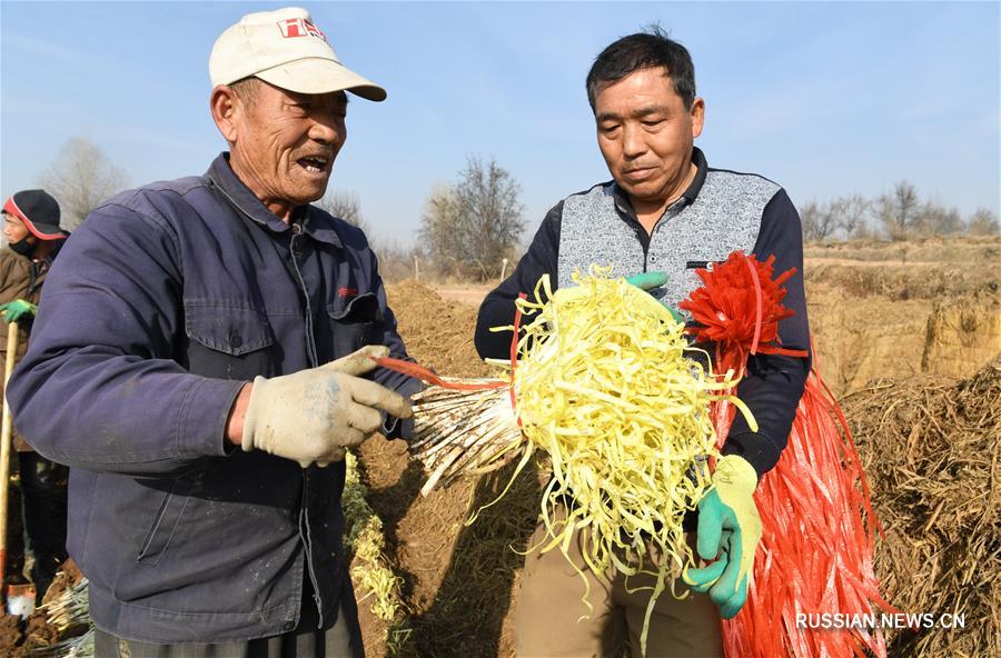 Уборка желтого душистого лука в провинции Ганьсу