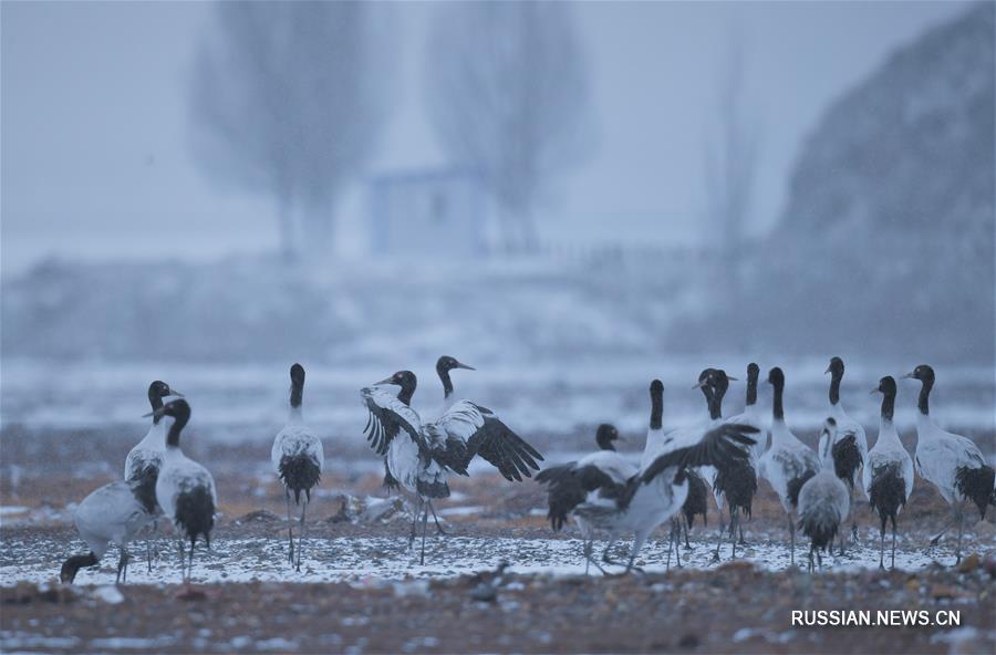 Черношейные журавли зимуют в уезде Лхюнджуб