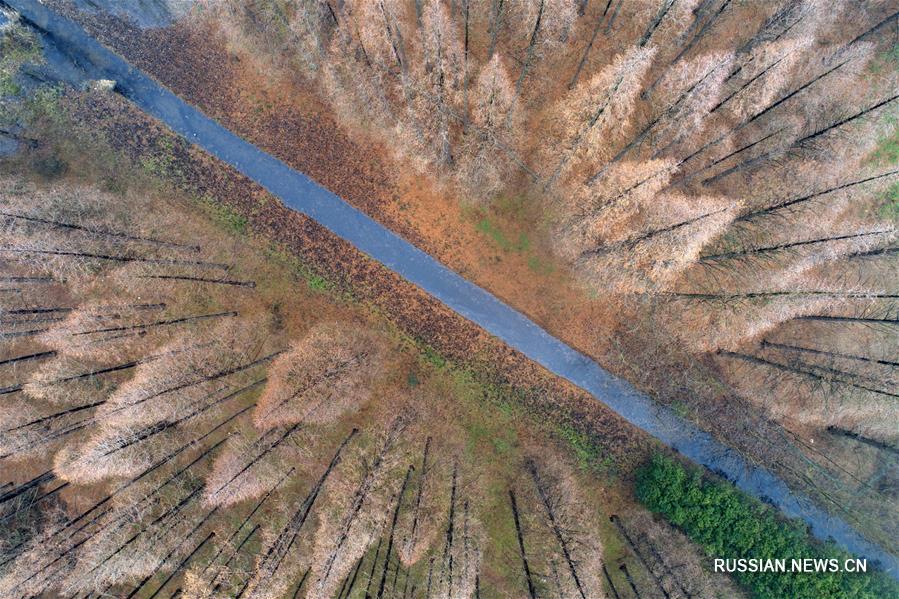 Хвойный лес в провинции Цзянсу