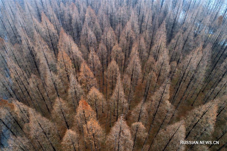 Хвойный лес в провинции Цзянсу