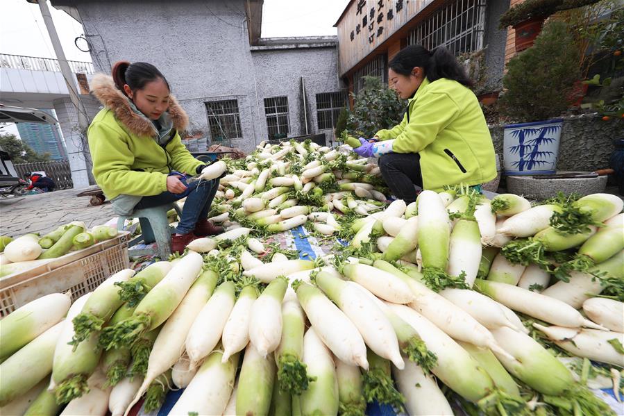 Сбор урожая дайкона в провинции Гуйчжоу 