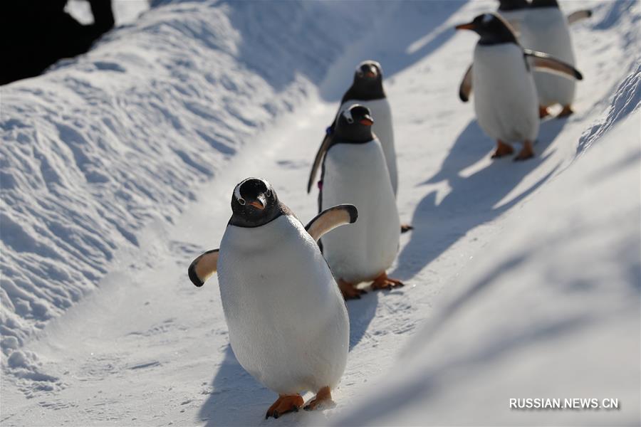 Прогулка пингвинов на свежем воздухе после снегопада в Харбине 