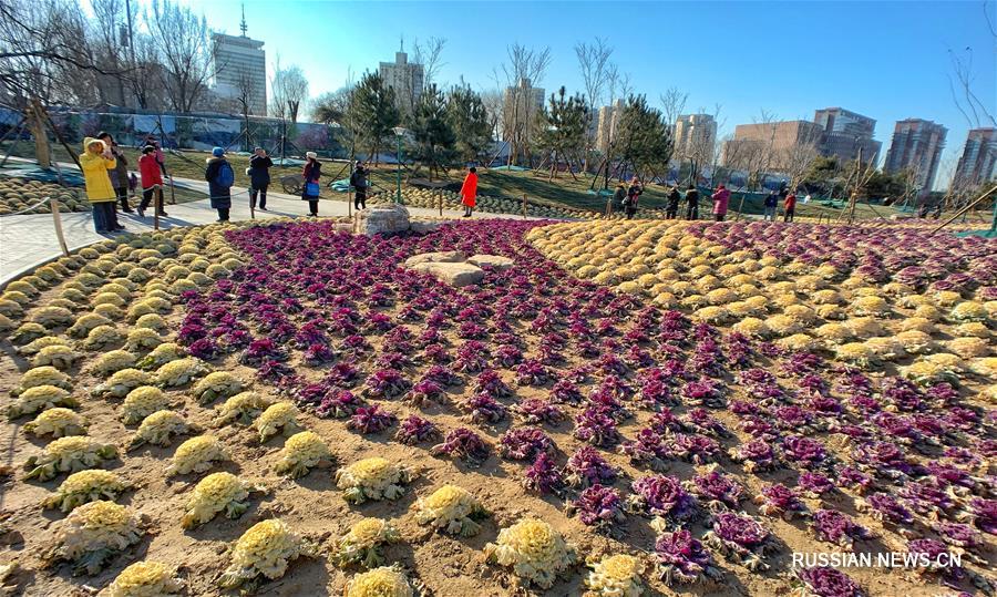 Зимние клумбы в оттенках золота и пурпура в столичном парке Юйюаньтань