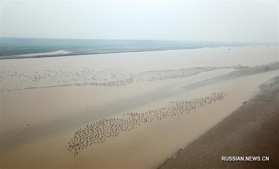 Перелетные птицы на участке реки Хуанхэ в провинции Хэнань