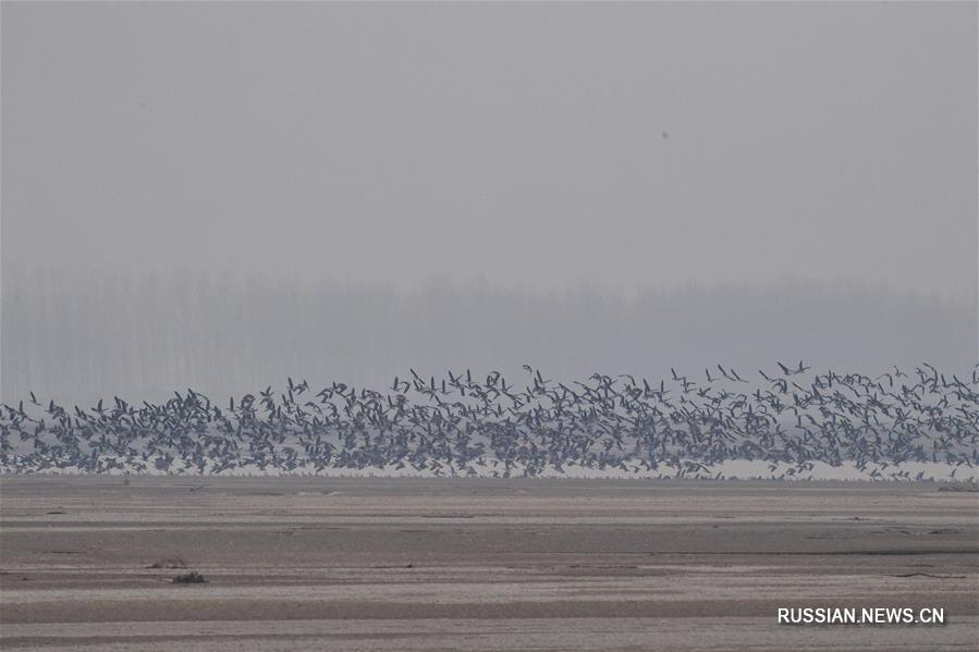 Перелетные птицы на участке реки Хуанхэ в провинции Хэнань
