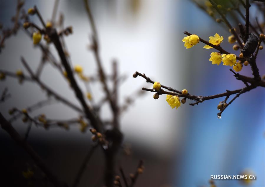 Цветы сливы на востоке Китая