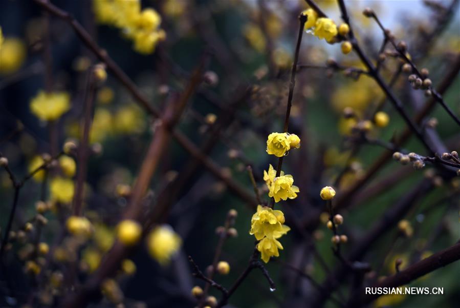 Цветы сливы на востоке Китая