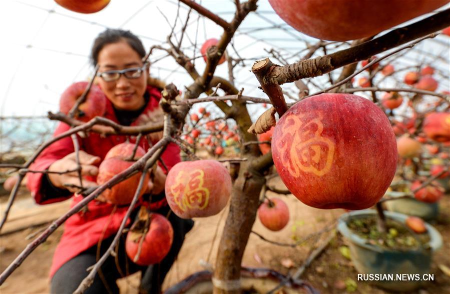 Производство овощей и фруктов в горшках открыло путь к достатку крестьянам из уезда Шэсянь