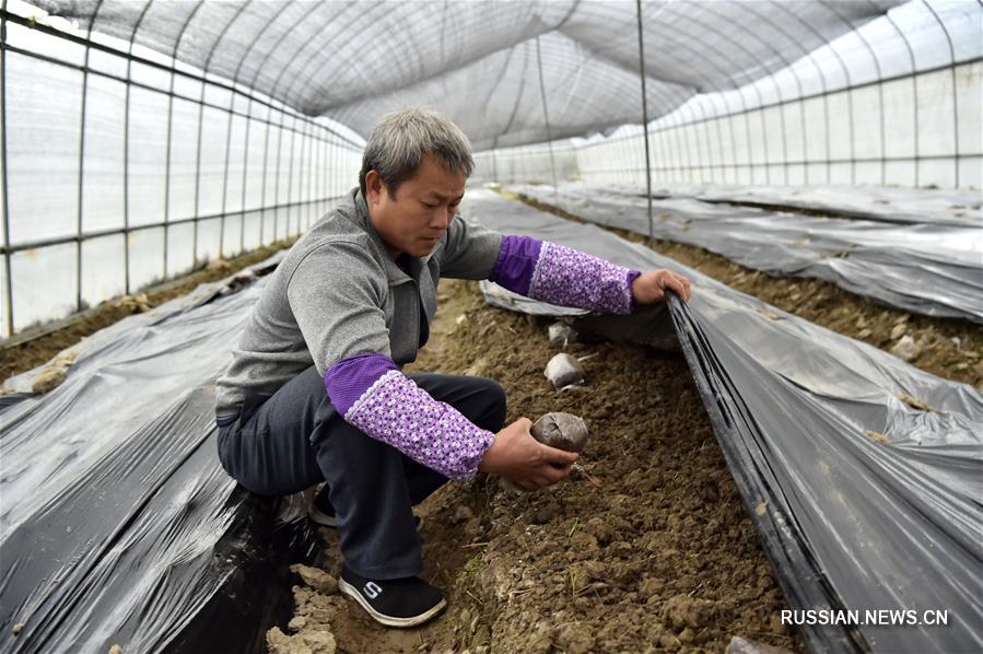 Специфическое сельское хозяйство увеличило доходы крестьян из района Цзиньчэнцзян