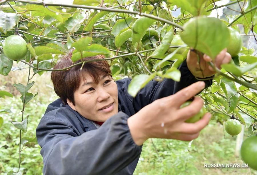 Специфическое сельское хозяйство увеличило доходы крестьян из района Цзиньчэнцзян