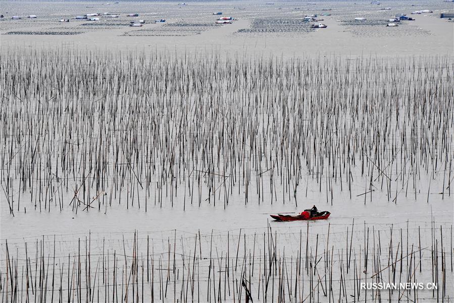 Зимняя посадка морской капусты на плантациях в провинции Фуцзянь