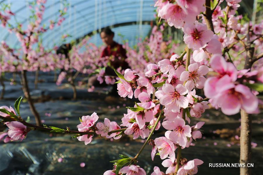 Цветы среди зимы: в Чэндэ зацвел персик