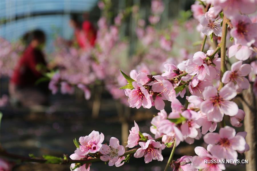 Цветы среди зимы: в Чэндэ зацвел персик