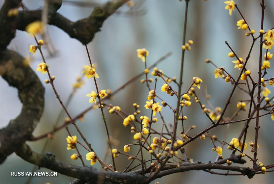 Очарование зимних цветов сливы в Эньши