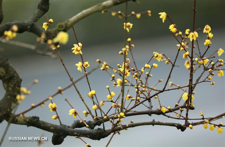 Очарование зимних цветов сливы в Эньши