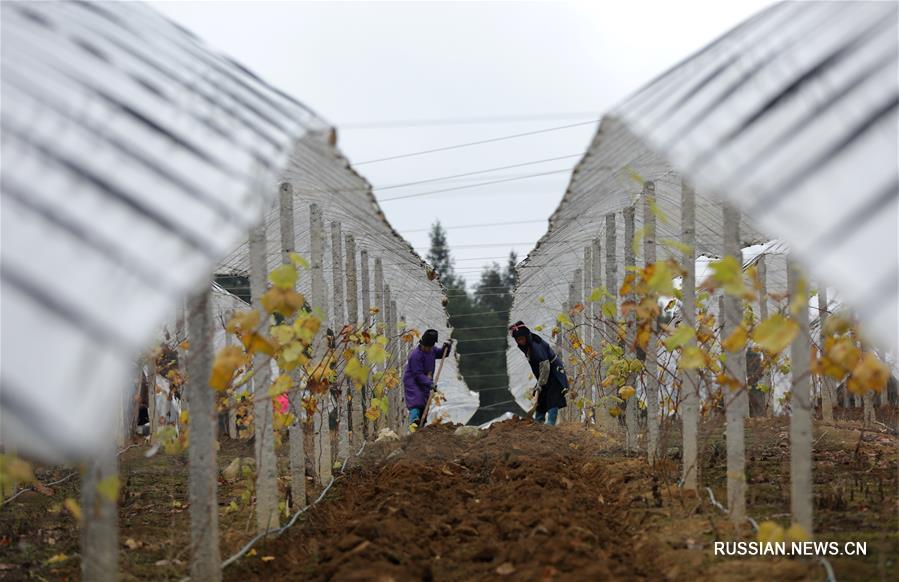 Зимние работы на виноградниках в провинции Гуйчжоу