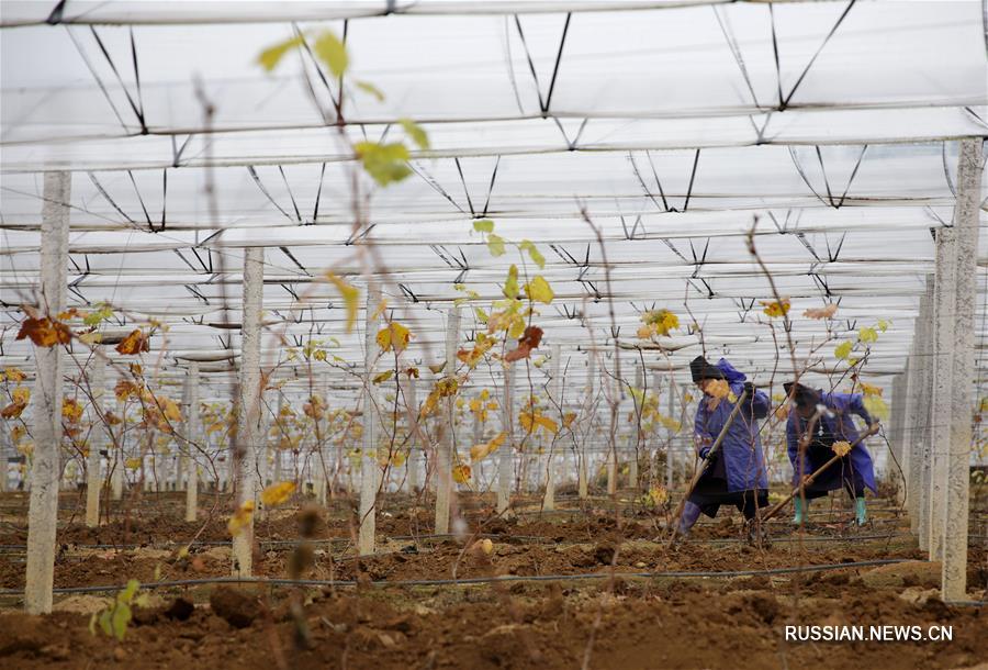 Зимние работы на виноградниках в провинции Гуйчжоу