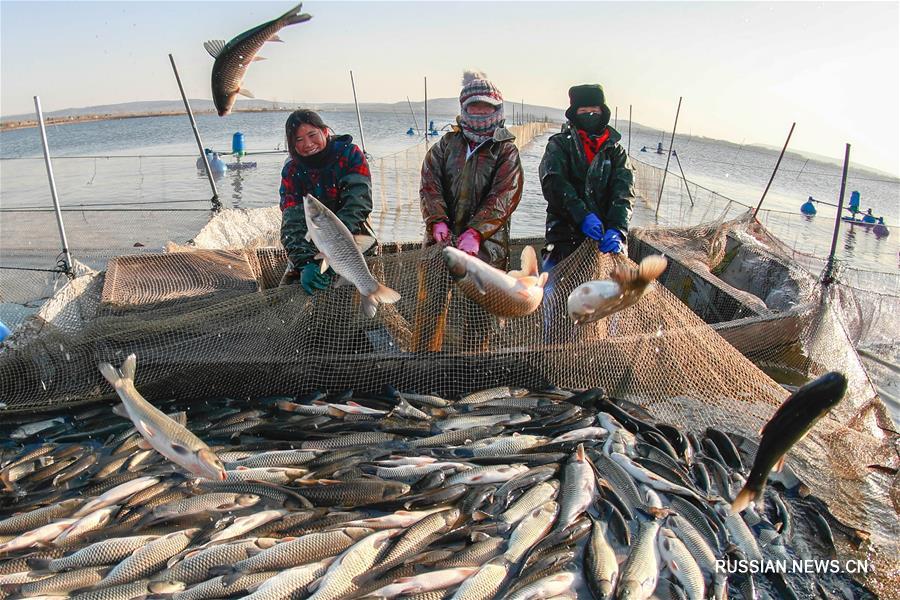 Рыболовство на озере Маоэрху в провинции Цзянсу на востоке Китая 
