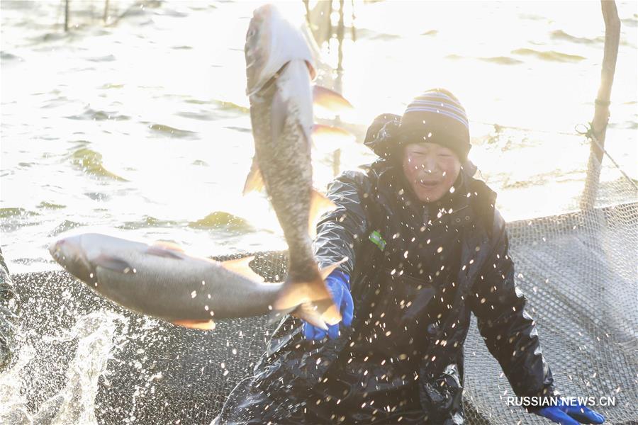 Рыболовство на озере Маоэрху в провинции Цзянсу на востоке Китая 