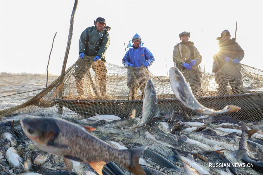 Рыболовство на озере Маоэрху в провинции Цзянсу на востоке Китая 