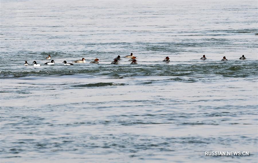 Зимовка водных птиц в верховьях Хуанхэ